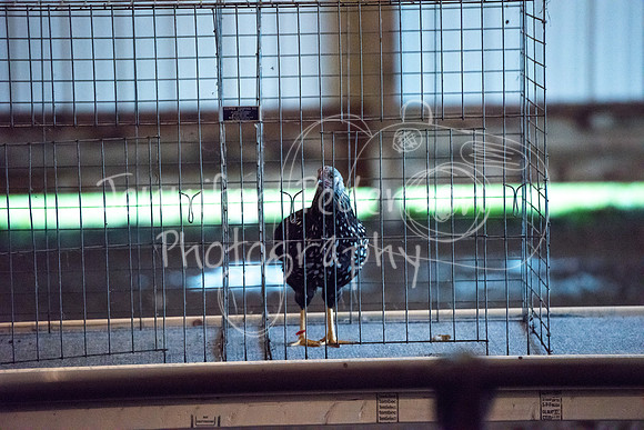 GrantCounty4H2018Fair-1429